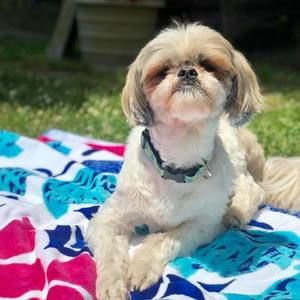 Meet your Posher, Jackie hughes